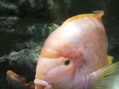 -迪拜水族馆及水下动物园