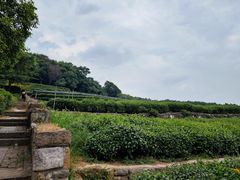 -中国茶叶博物馆(双峰馆区)