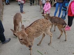 -鹿境梅花鹿生态园区