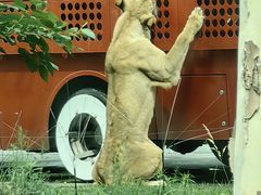 -北京野生动物园