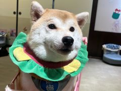 -逗柴咖啡屋·狗咖猫咖宠物桌游