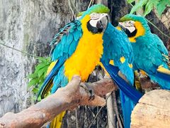 -清迈夜间动物园