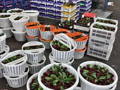 -西郊国际农产品交易中心