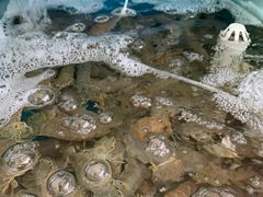 -聚德福海鲜家常菜(刘庄店)