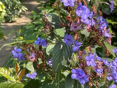 -广西壮族自治区药用植物园