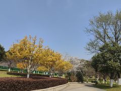 -羊山湖公园