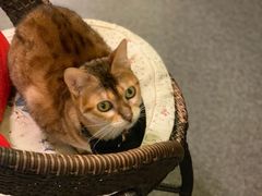 -猫色咖啡·猫咖