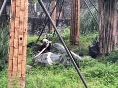 -都江堰中华大熊猫苑