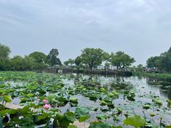 -无锡蠡湖国家湿地公园-蠡园