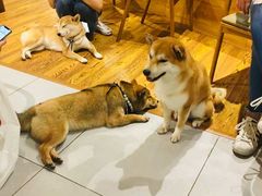 -柴务处·柴犬主题狗咖