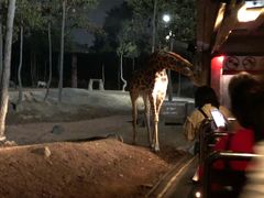 -清迈夜间动物园