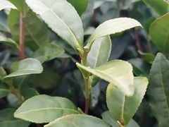 -中国茶叶博物馆(双峰馆区)