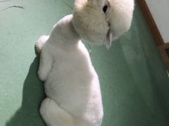 -藦茜花园宠物主题亲子互动体验馆(国顺东路店)