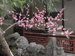 -香雪海