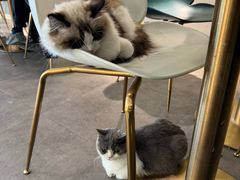 -飞行喵MR PILOT|猫舍·猫咖(静安大融城店)