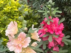 -东莞植物园