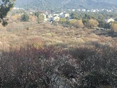 -香雪海