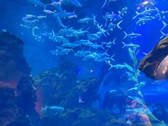 -海合安武汉极地海洋公园