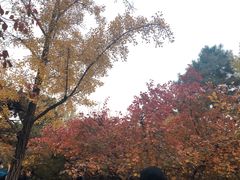 -香山公园