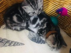 -鼓捣猫呢主题猫咖店
