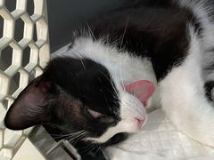 -纳吉亚猫专科动物医院博雅分院