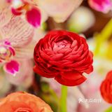 王府井里的花艺沙龙，开启清爽夏日出清模式！