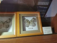 -上海大自然野生昆虫馆(东方明珠·爬宠昆虫探索中心)