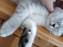 -关爱动物医院·心脏·中兽医·异宠(金牛路分院)