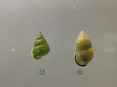 -青岛贝壳博物馆