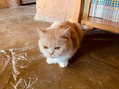 -猫猫幼稚园·撸猫·桌游·电玩