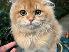 -欣宠猫屋·矮脚拿破仑·蓝金金渐层
