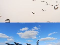 -盐城丹顶鹤湿地生态旅游区