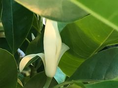 -双季花艺园艺市场(浦东店)