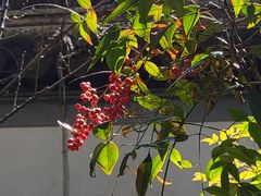 -秋霞圃
