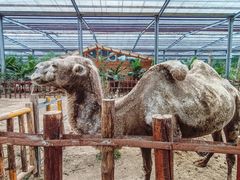 -呀路古热带植物园