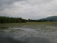 -大理洱源西湖景区
