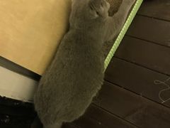 -喵zoo家庭繁育猫舍(尖东智能花园店)