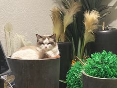 -喵喵咪呀布偶猫咖(春熙路店)