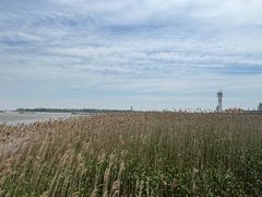 -上海吴淞炮台湾国家湿地公园