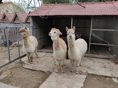 -意大利农场度假村