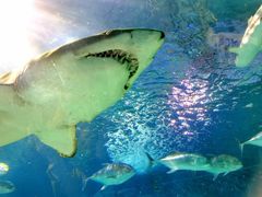 -上海海洋水族馆