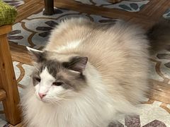 -猫猫幼稚园·撸猫·桌游·电玩