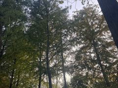 -合肥滨湖国家森林公园