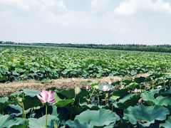 -西青郊野公园