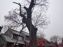 -老槐树煎包