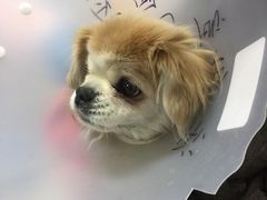 -北京观赏动物医院·24小时大型综合·猫专科·异宠专科