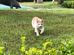 -芭比堂宠物医院·全科爱猫医院·仁德分院