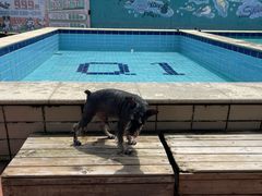 -趣玩宠物乐园寄养训犬训狗游泳池