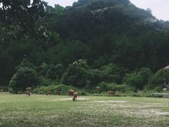 -木兰云雾山