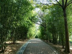 竹林道-大沙河公园